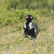 Southern Black Korhaan