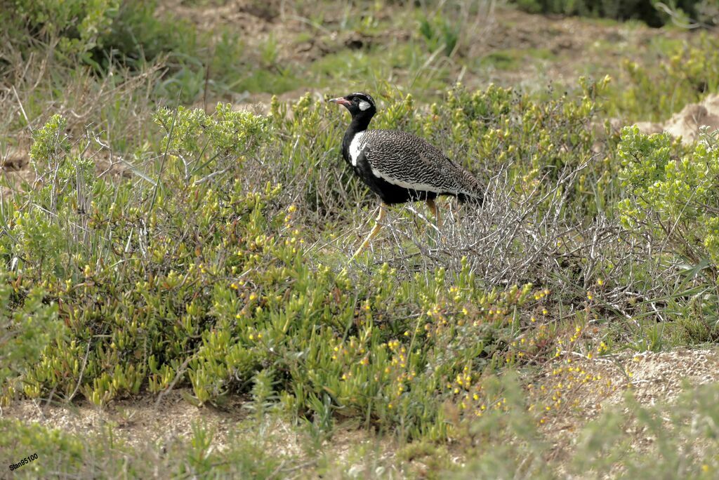 Southern Black Korhaan male adult breeding, walking