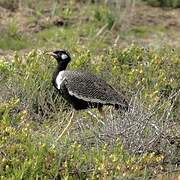 Southern Black Korhaan