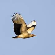 Palm-nut Vulture