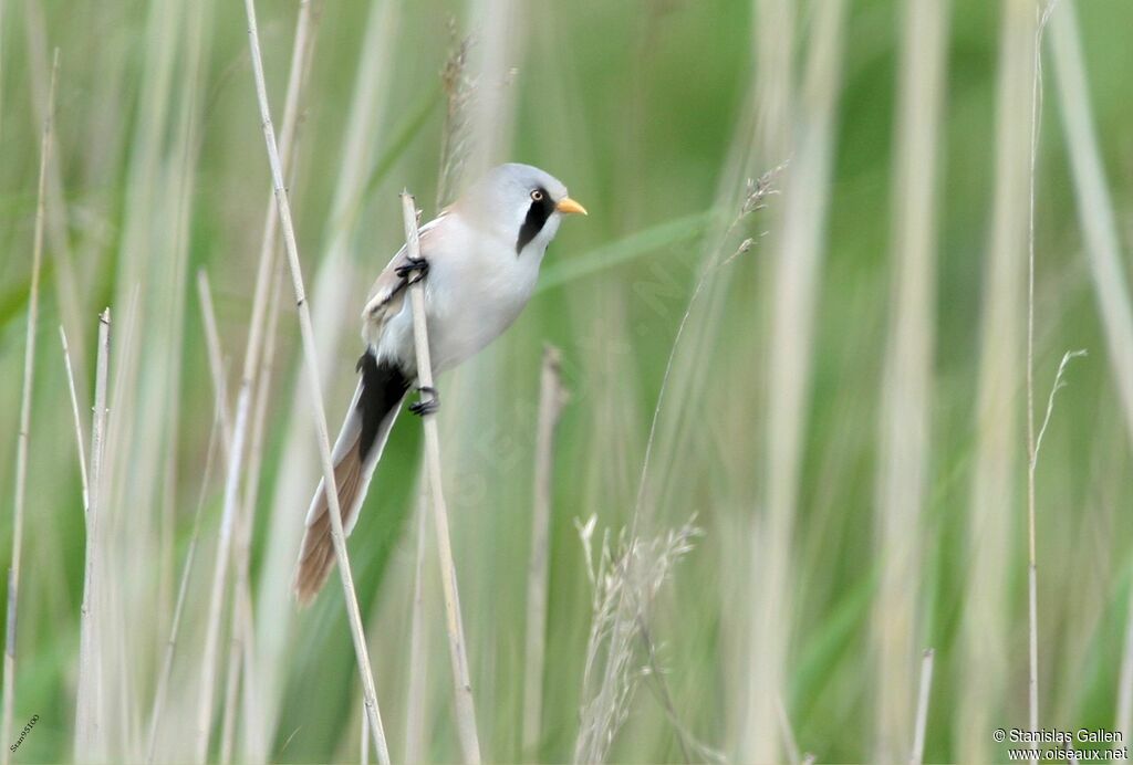 Bearded Reedlingadult breeding