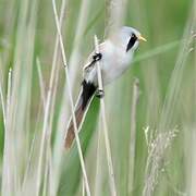 Bearded Reedling