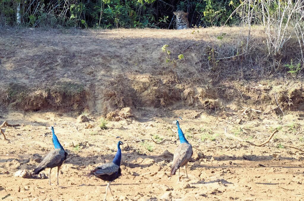 Indian Peafowl male adult transition, walking