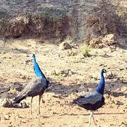 Indian Peafowl