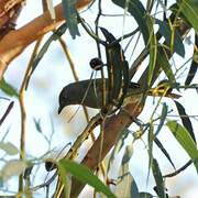 Layard's Warbler