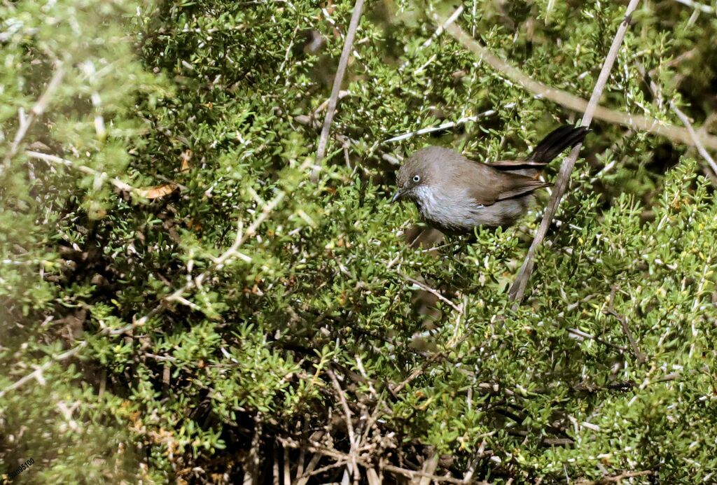 Chestnut-vented Warbleradult