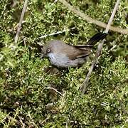 Chestnut-vented Warbler