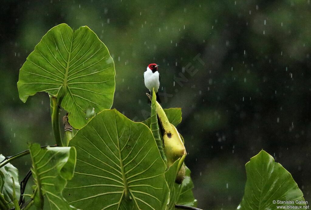 Red-capped Cardinal male adult