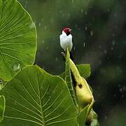 Red-capped Cardinal