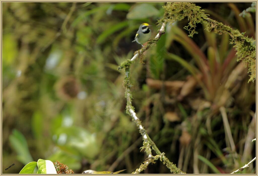 Golden-winged Warbler male adult breeding