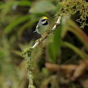 Golden-winged Warbler