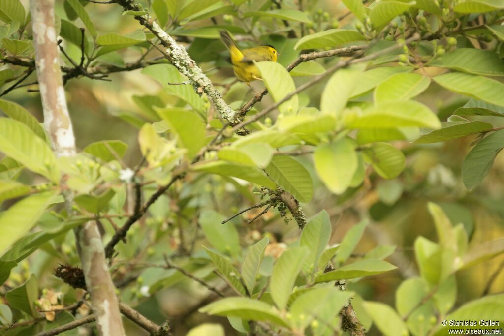 Wilson's Warbler male adult breeding