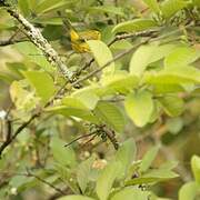 Wilson's Warbler