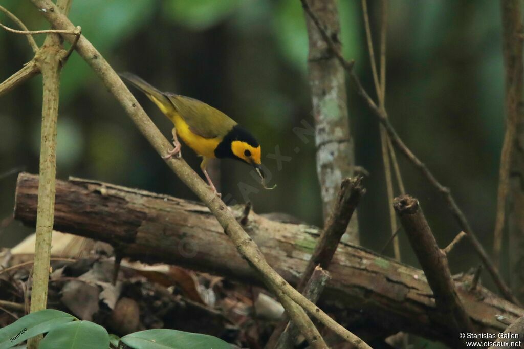 Hooded Warbler male adult breeding