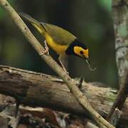 Hooded Warbler