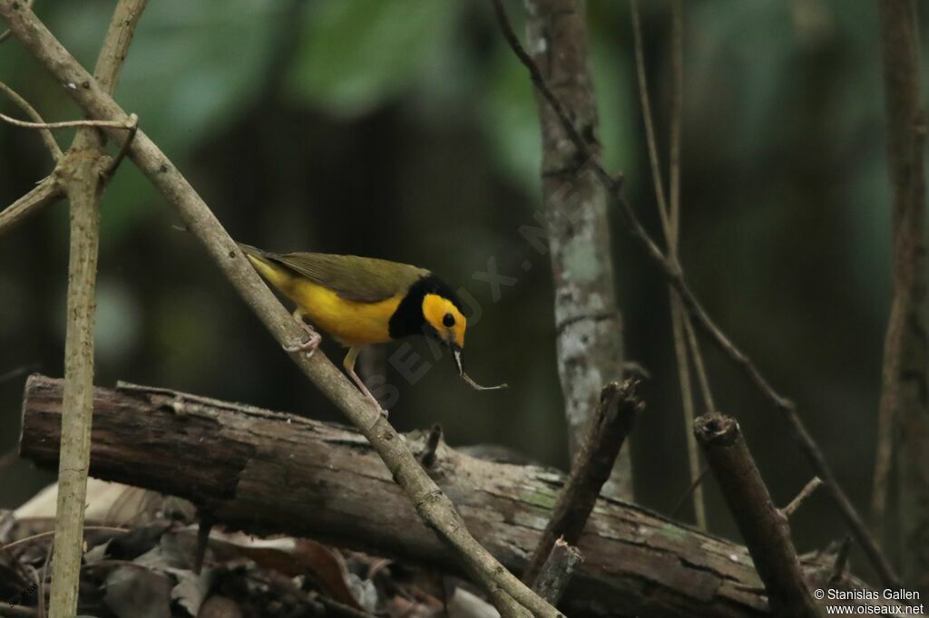 Hooded Warbler male adult breeding, fishing/hunting