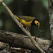 Hooded Warbler