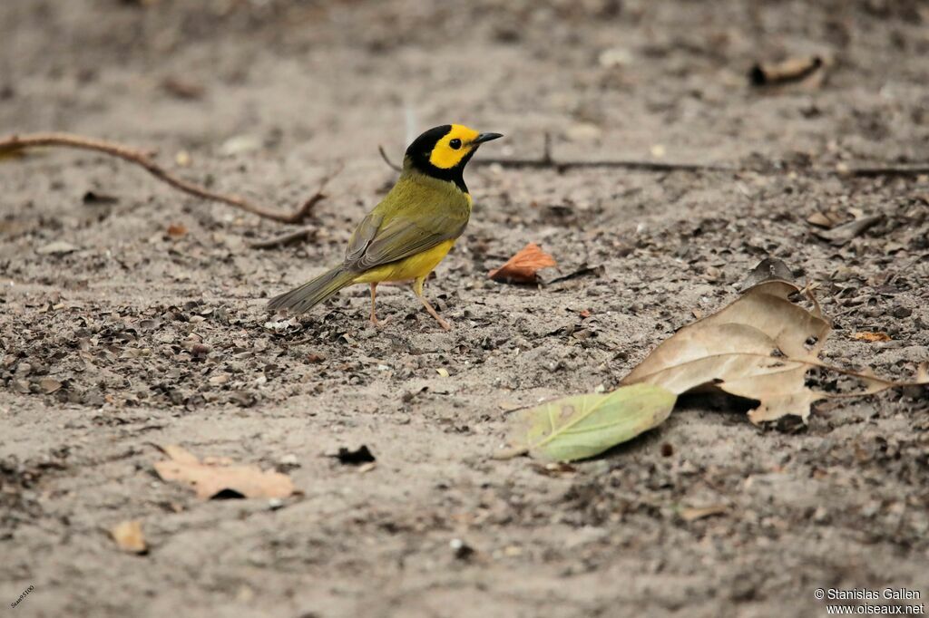 Hooded Warbler male adult breeding