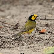 Hooded Warbler