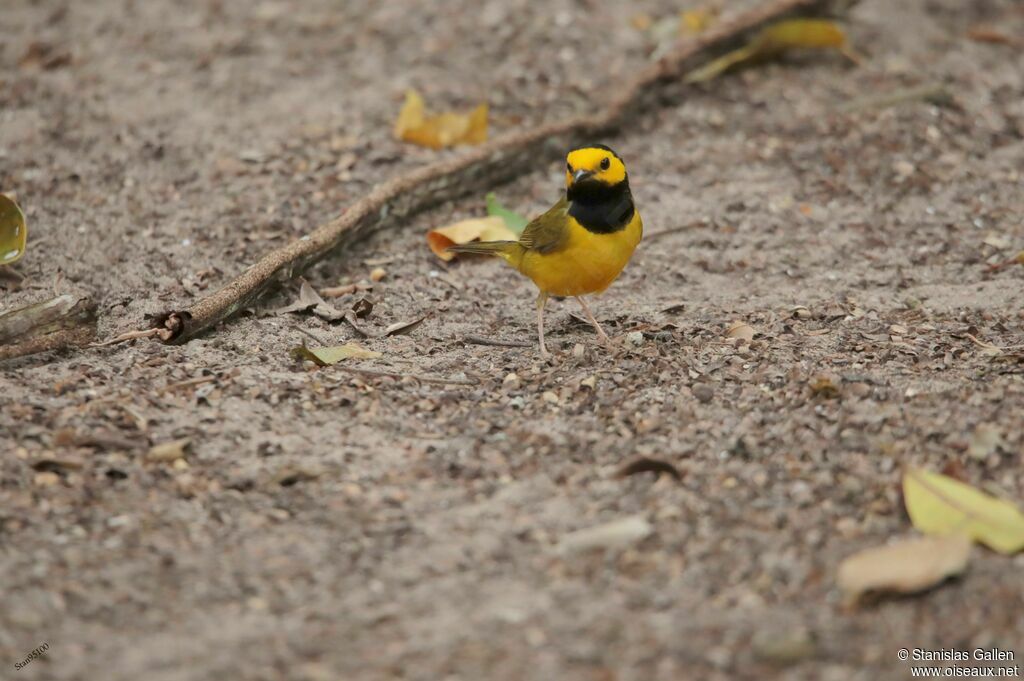 Hooded Warbler male adult breeding