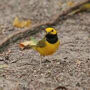 Hooded Warbler