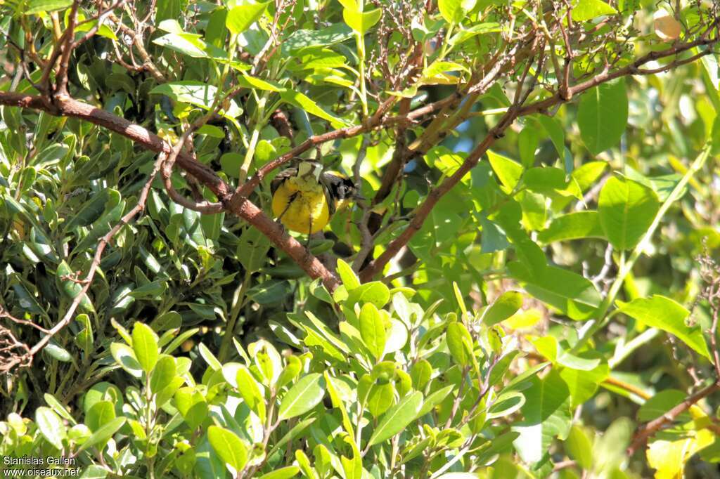 Yellow-crowned Whitestart male adult, habitat