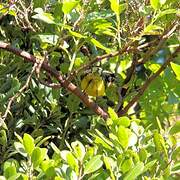 Yellow-crowned Whitestart