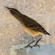 Palm Warbler