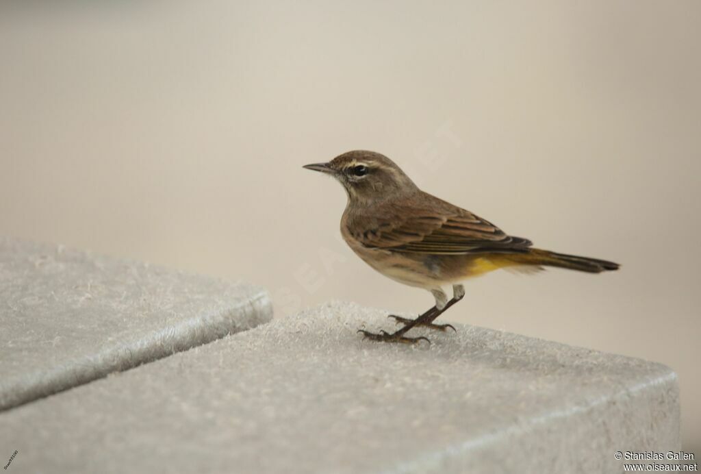 Palm Warbler