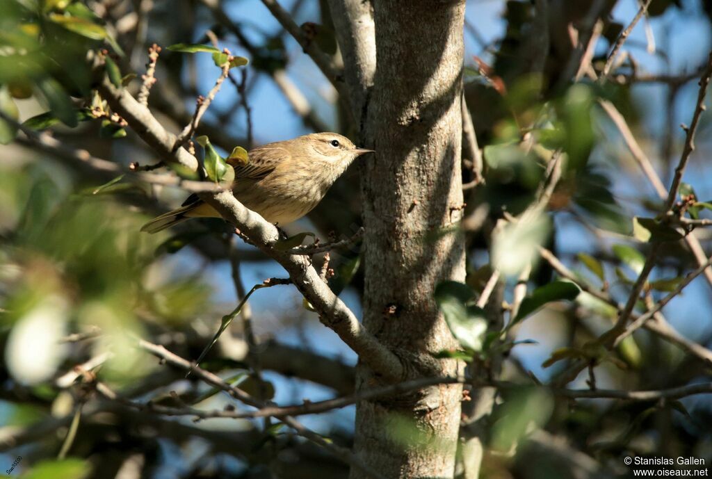 Paruline à couronne rousseadulte