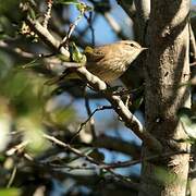 Palm Warbler