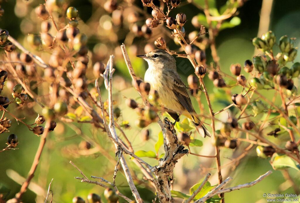 Paruline à couronne rousseadulte