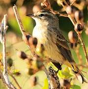 Palm Warbler