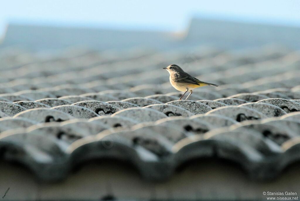 Paruline à couronne rousseadulte