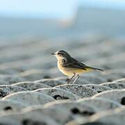 Palm Warbler