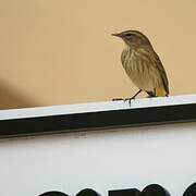 Palm Warbler