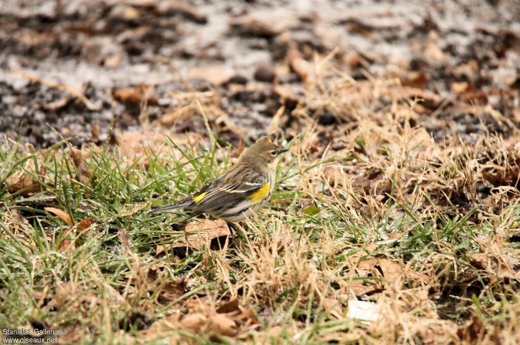 Paruline à croupion jaune2ème année, identification