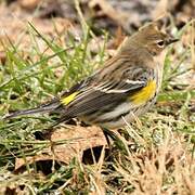 Myrtle Warbler