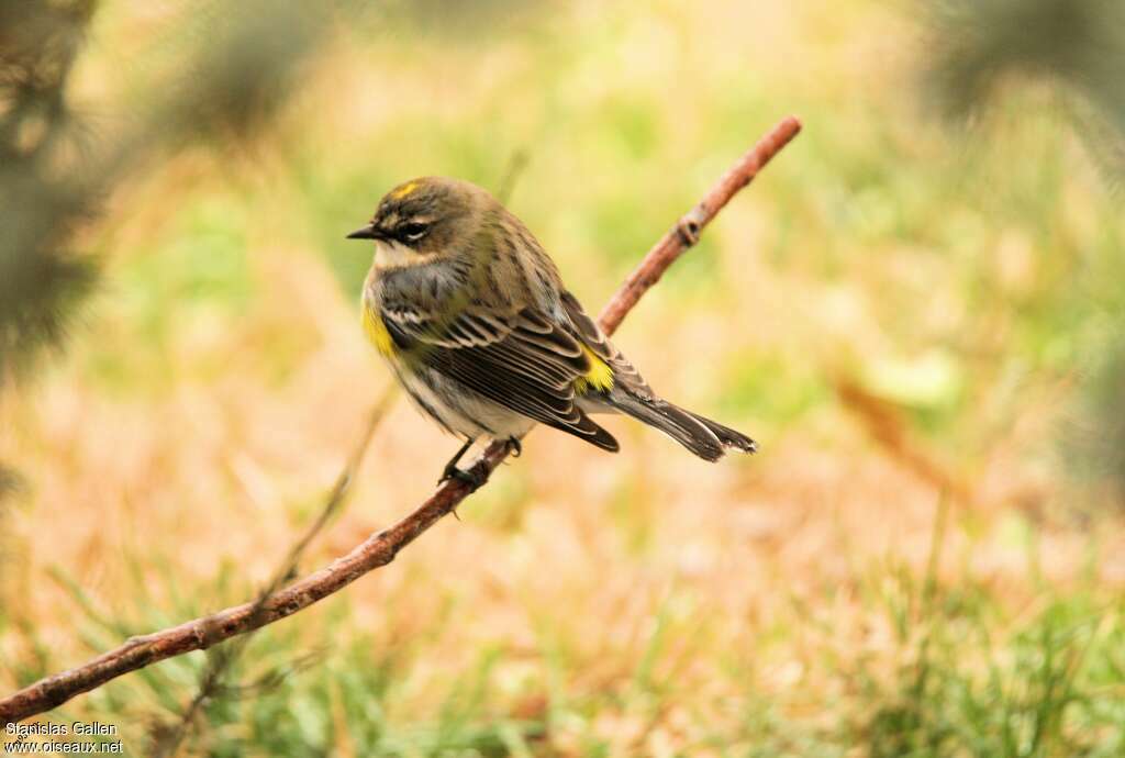 Myrtle Warbler male Second year, identification