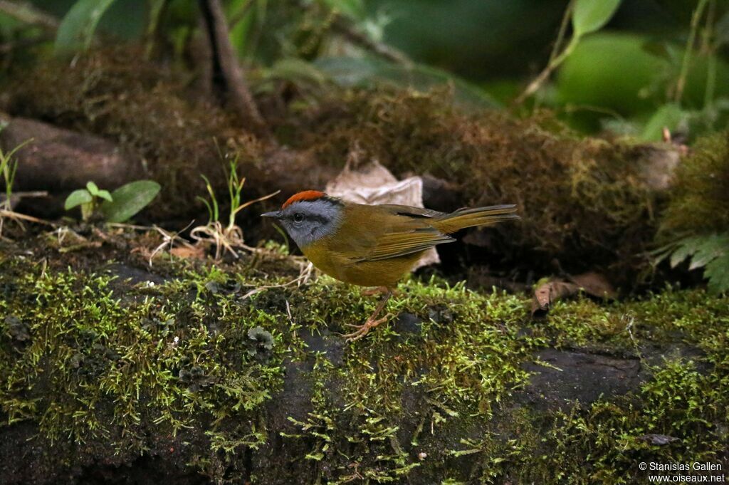 Russet-crowned Warbleradult