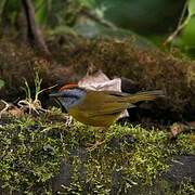 Russet-crowned Warbler