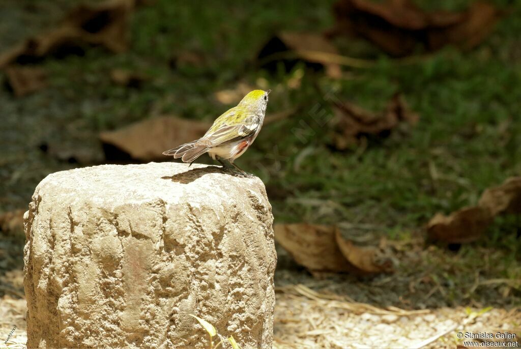 Chestnut-sided Warbleradult breeding