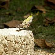 Chestnut-sided Warbler