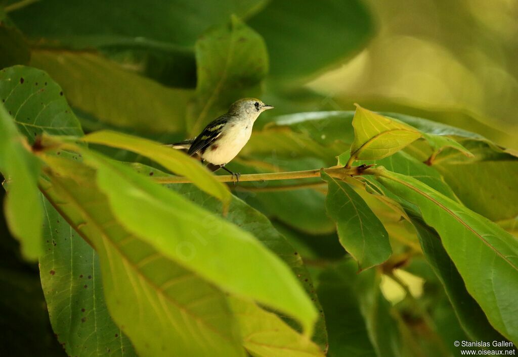 Chestnut-sided Warbleradult breeding