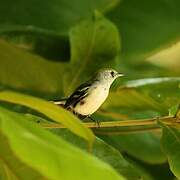 Chestnut-sided Warbler