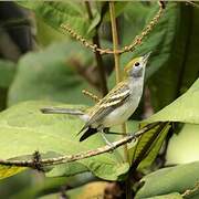 Chestnut-sided Warbler