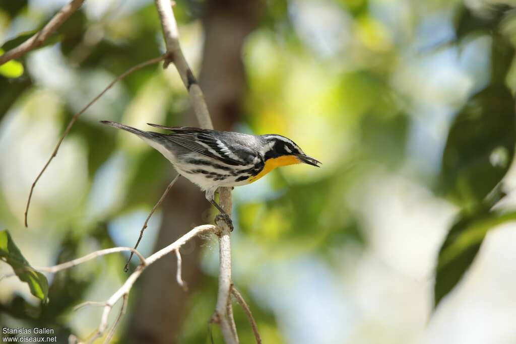 Paruline à gorge jaune mâle adulte nuptial, mange