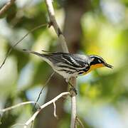 Yellow-throated Warbler