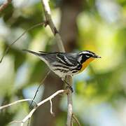 Yellow-throated Warbler