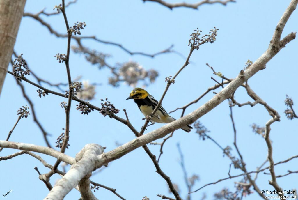 Black-throated Green Warbler male adult transition